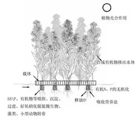 生態(tài)浮島該如何用植物又該怎么選擇？